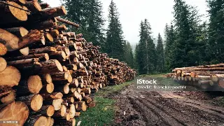 走进杭州的按摩天堂：揭秘那些顶级名店的养生秘诀